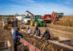 Looking for seasonal farm work in Canada? This General Farm Worker – Harvesting position in Portage la Prairie, Manitoba offers competitive hourly pay, full-time seasonal employment, and multiple openings for hardworking individuals.